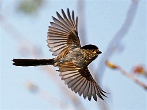 夢見很多鳥在飛|夢見鳥、小鳥